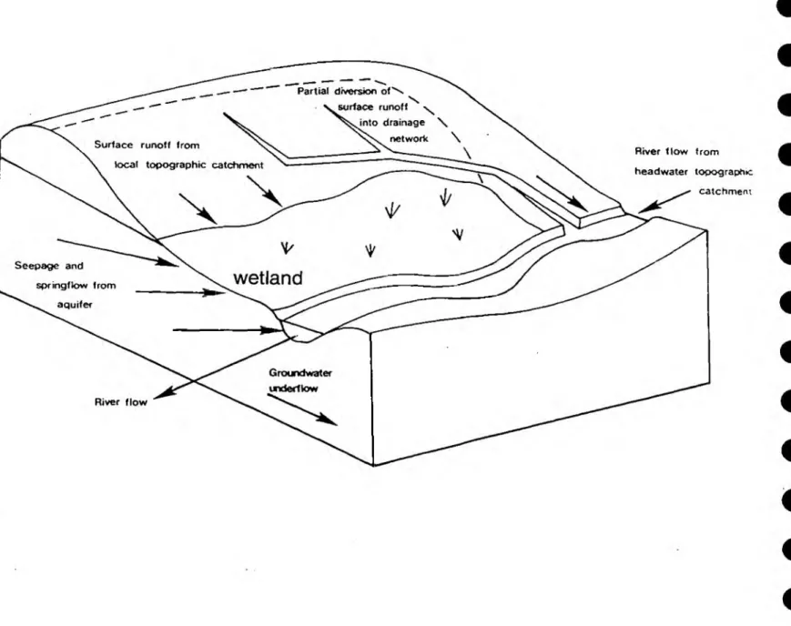 Figure  2.2  Schem atic  o f a  stream side  wetland  site,  showing  the  effect  o f drainage  on  the  topographic  catchment.